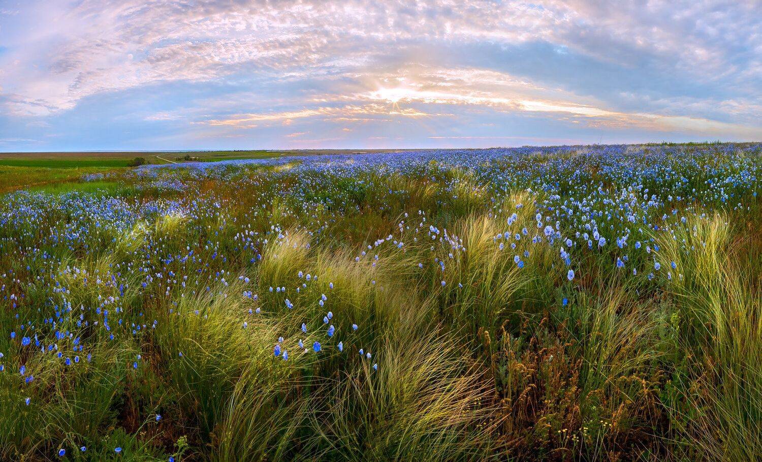 ковыль, степь, весна, ставропольский край, лён, рассвет, простор., Лашков Фёдор
