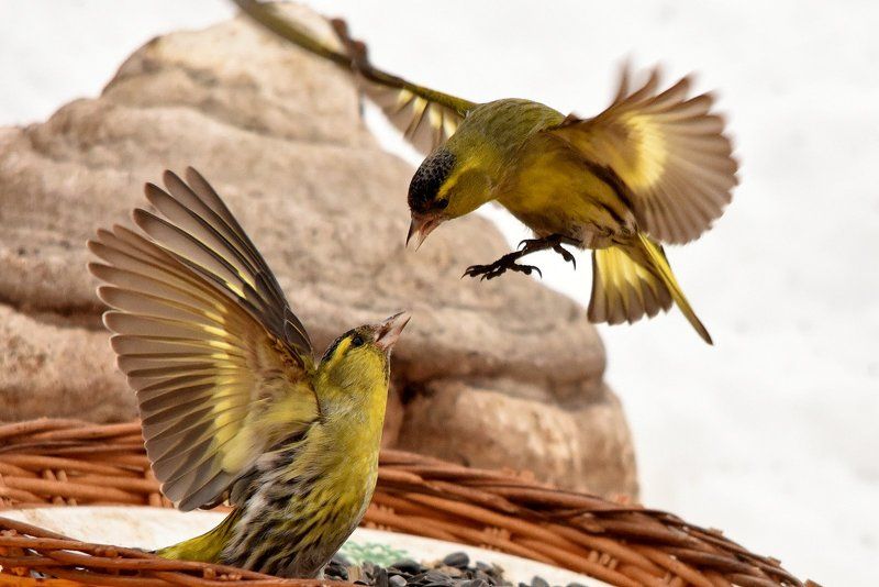 листопад Птицы на кормушке фото превью