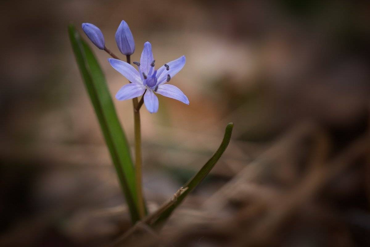 , Nicolae Fanurie Chirobocea