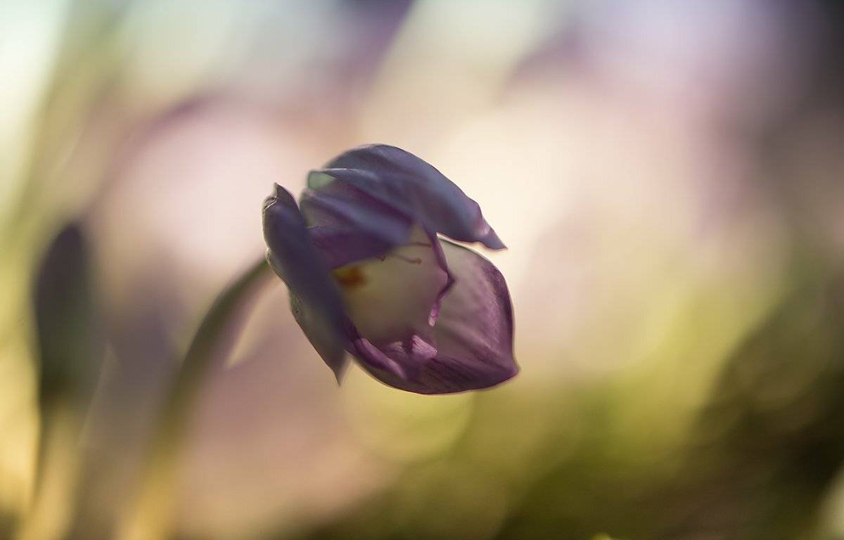 природа, макро,осень, цветы, безвременник осенний, Неля Рачкова