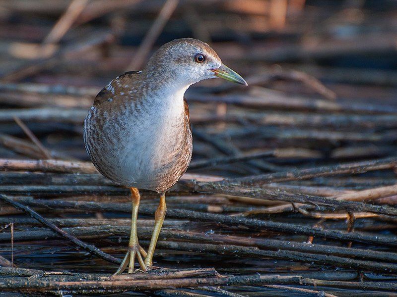 Погоныш фото превью