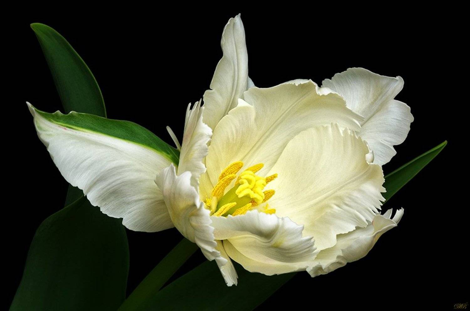 art, black, color, colors, color image, fine art, flower, flowers, green, image, light, macro, nature, natural light, parrot, photography, tulip, tulips, white,, Dr Didi Baev