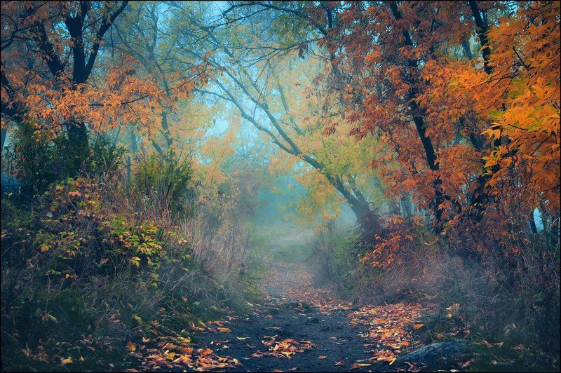 Тропа в осень фото превью