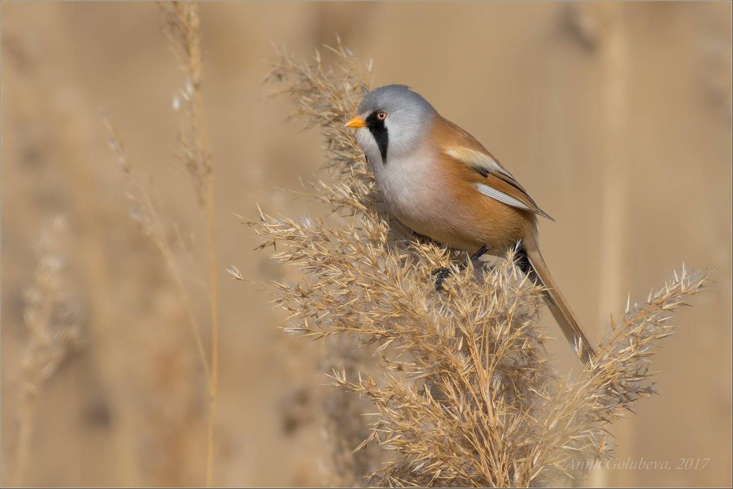 птицы, природа, panurus biarmicus, усатая синица, самец, весна, март, 2017, краснодарский край, Анна Голубева