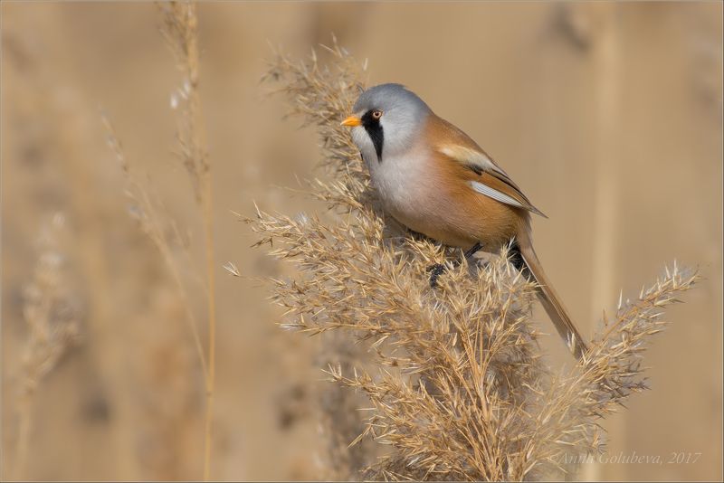 птицы, природа, panurus biarmicus, усатая синица, самец, весна, март, 2017, краснодарский край Усатик фото превью