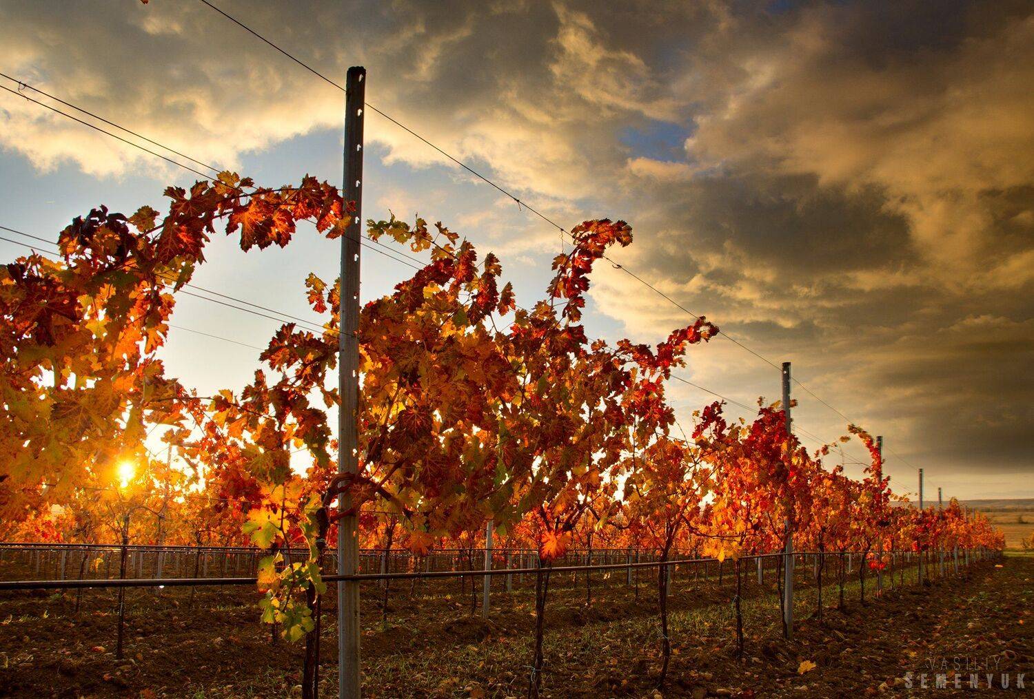 Крым, рассвет, виноградники, гроза., Семенюк Василий