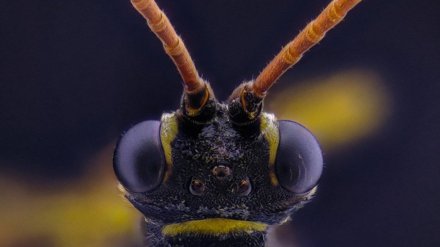 Автор: Tsvetan Ganev ceclii,macro,lgg4, Tsvetan Ganev