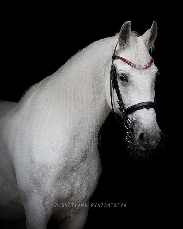 horse, white, grey, portrait, bridle, black, trotter, лошадь, серая, белая, портрет Орбита фото превью