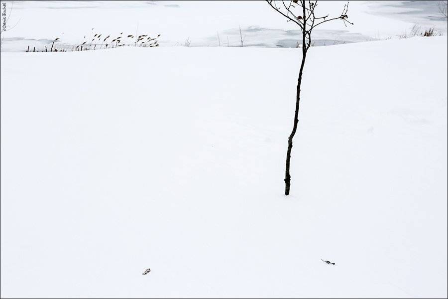 снег, зима, софия, Denis Buchel (Денис Бучель)