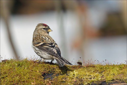 Из жизни чечёток...