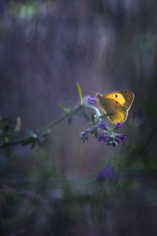 If I were a butterfly фото превью