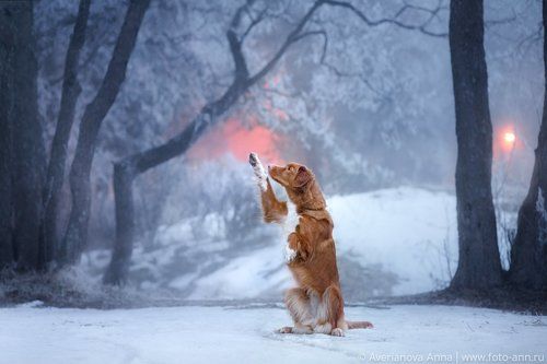 Туман и иней 