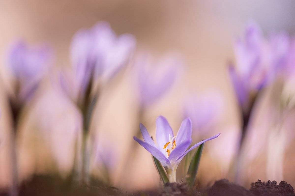 , Татьяна Аверина