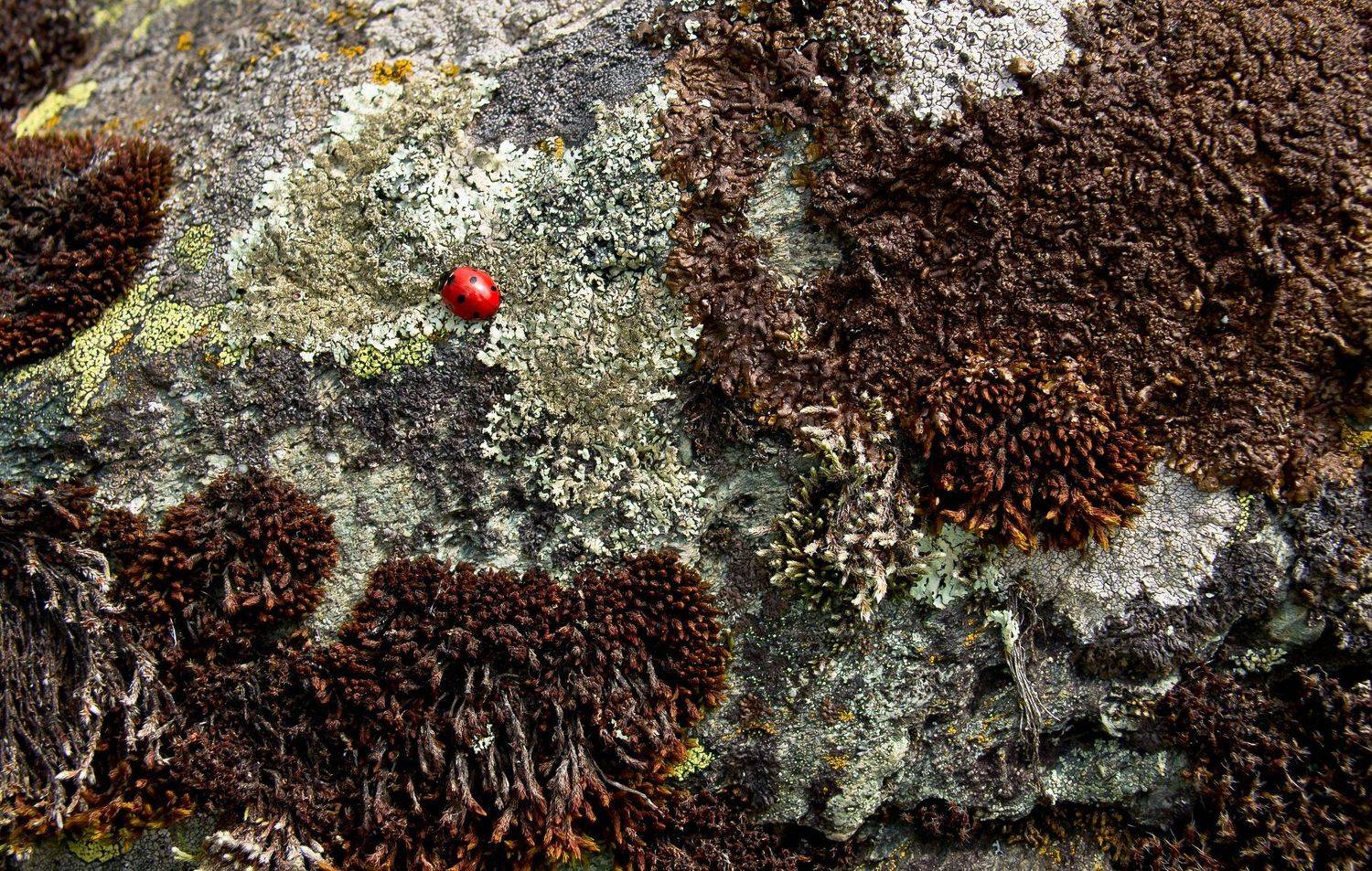 божья коровка, насекомое, жук, красный, акцент, лишайник, горы, лето, Ксения Соварцева