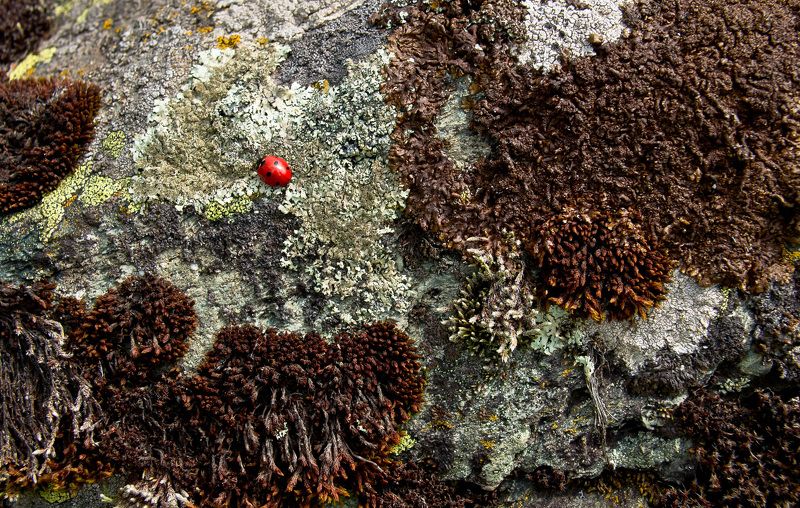 божья коровка, насекомое, жук, красный, акцент, лишайник, горы, лето Сквозь тернии фото превью