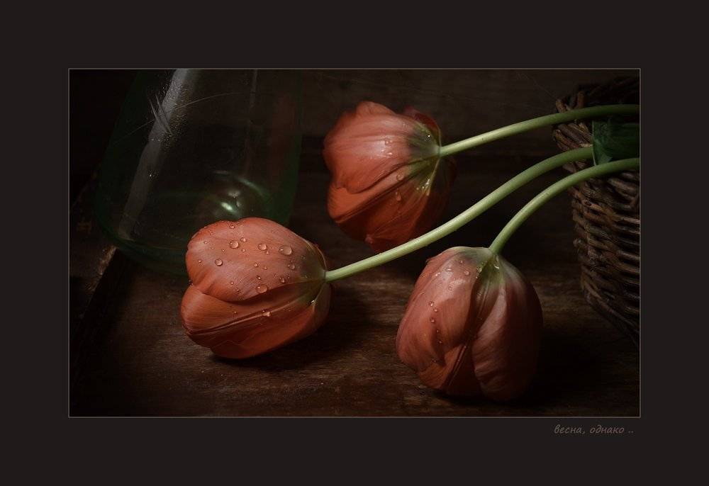 натюрморт, тюльпаны, весна, Александр Хромеев