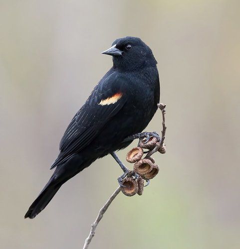 Красноплечий чёрный трупиал - Red-winged Blackbird