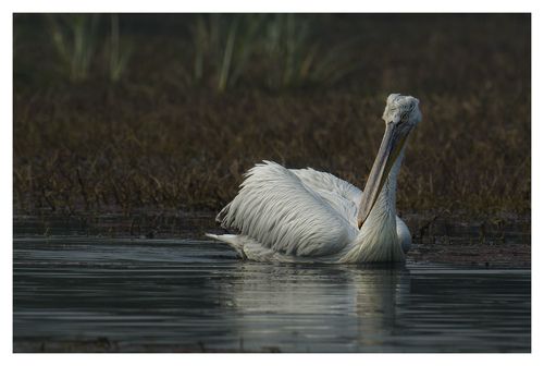 Pelican