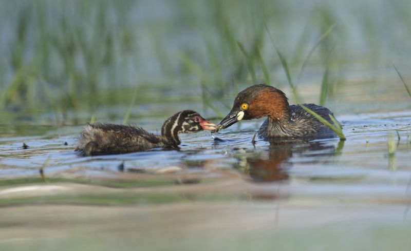 bird Little grebe фото превью