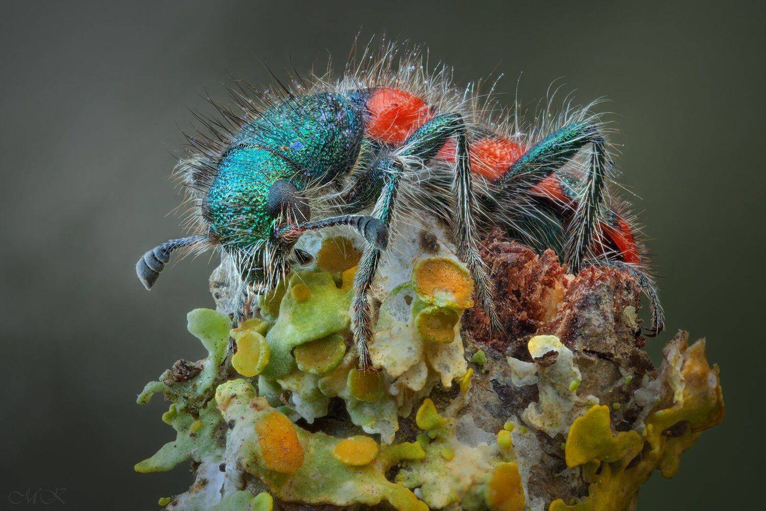 пестряк, cleridae, Miron Karlinsky