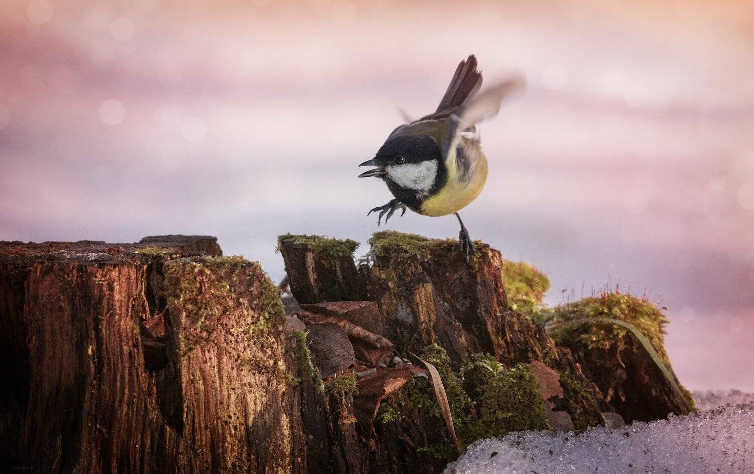 природа, лес, животные, птицы, Дмитрий Посевич