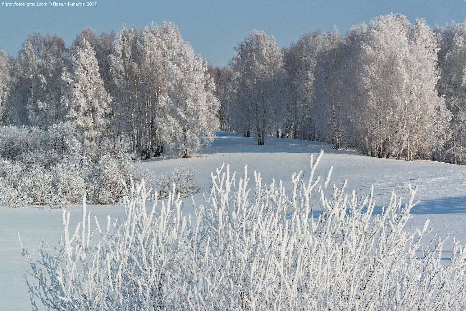 #алтай_чудеса_природы #алтай #сибирь #siberia #павел_филатов #pavel_filatov #filatovpavelaltai #иней #красногорье #красногорский_район #алтайский_край #снег #зима #красногорское #березы, Павел Филатов