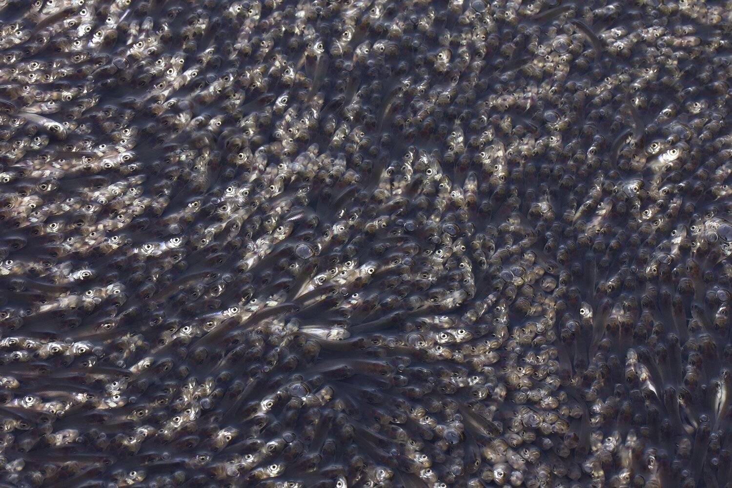 , Иваненко Светлана