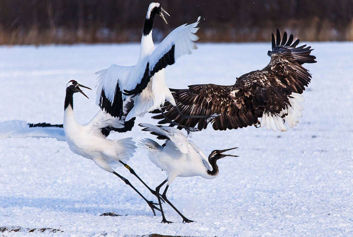 , Епишенкова Ксения