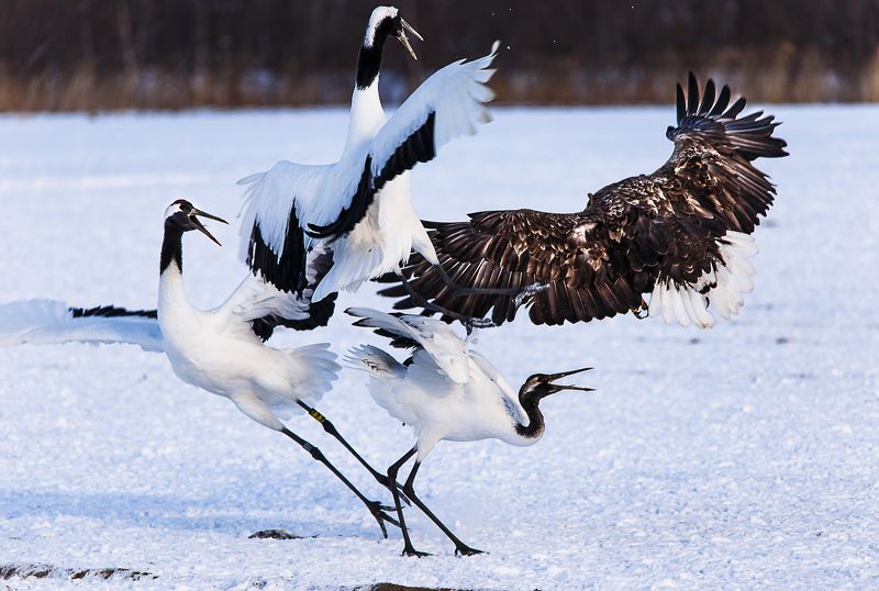 Битва за рыбу фото превью