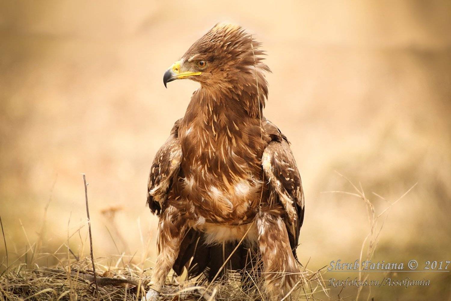 птицы, сокол, подорлик, клуб, охота, Шруб (Беляева) Татьяна