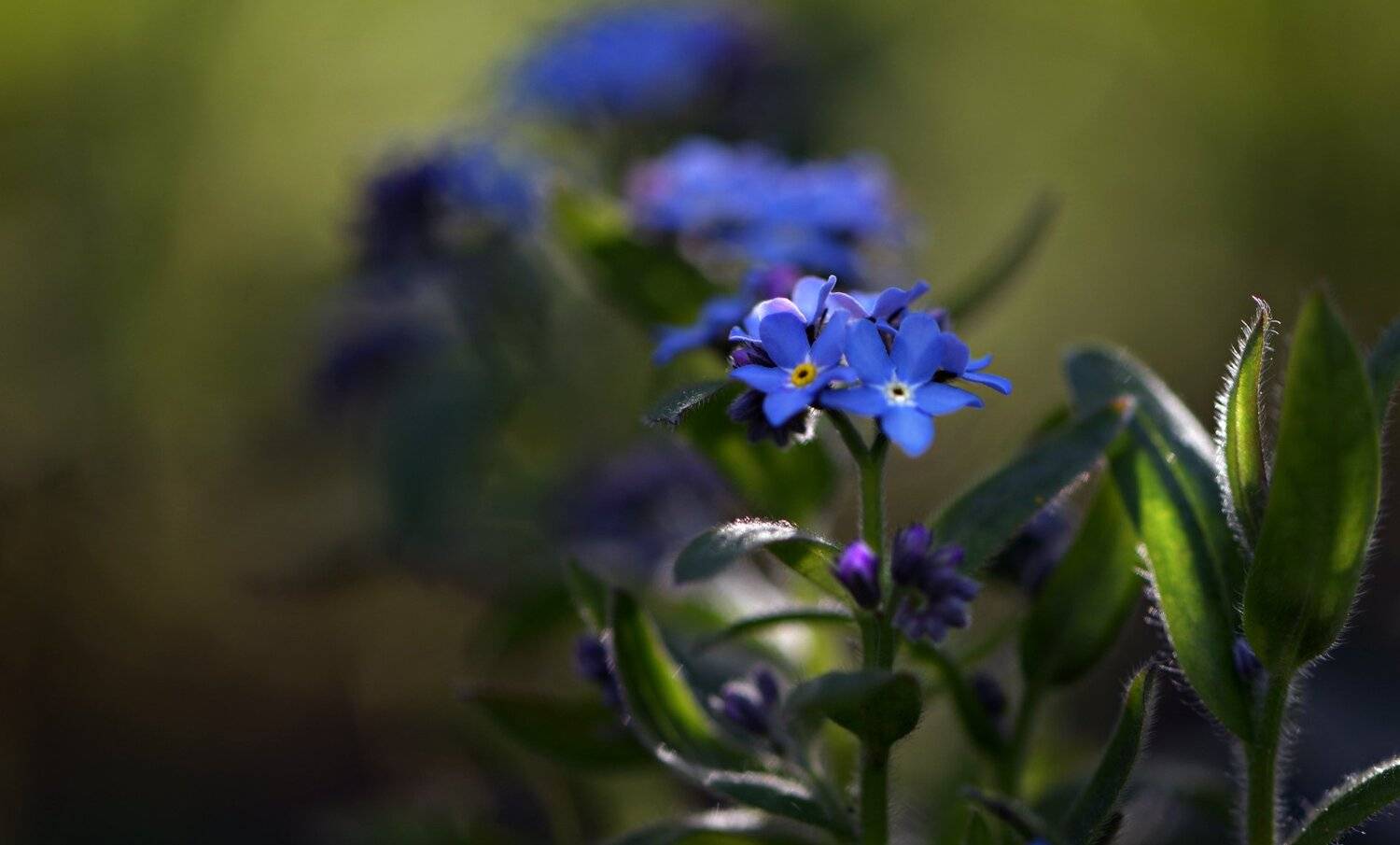 природа, макро, цветы, незабудка, контровый свет, Неля Рачкова