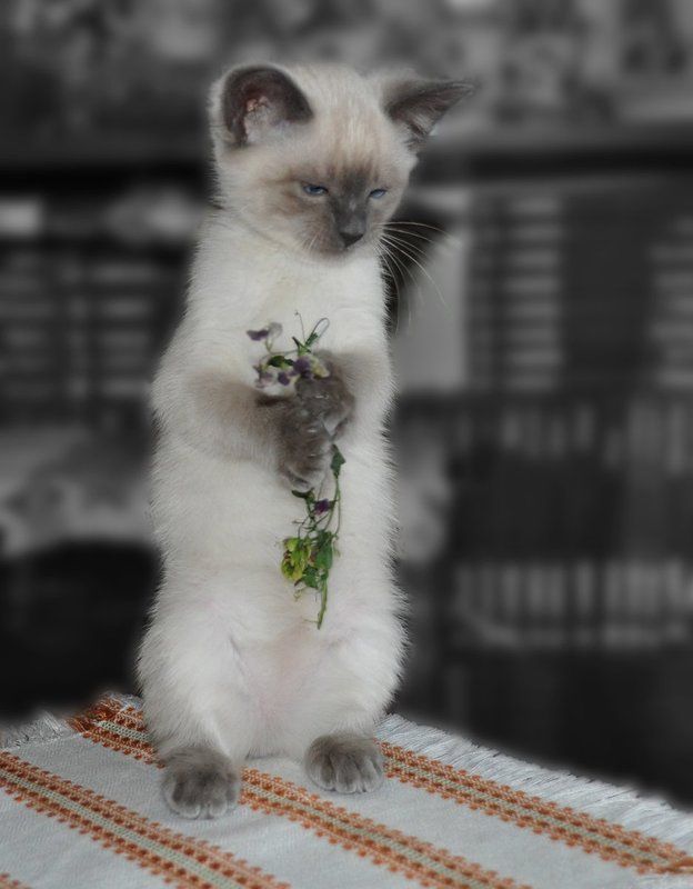 Про киску Алиску... фото превью