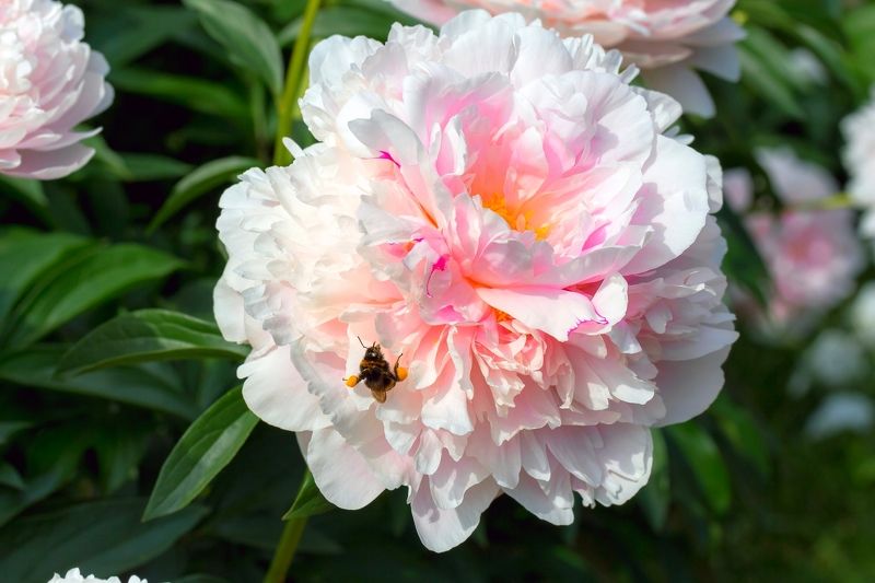 пионы Репост: пионы фото превью