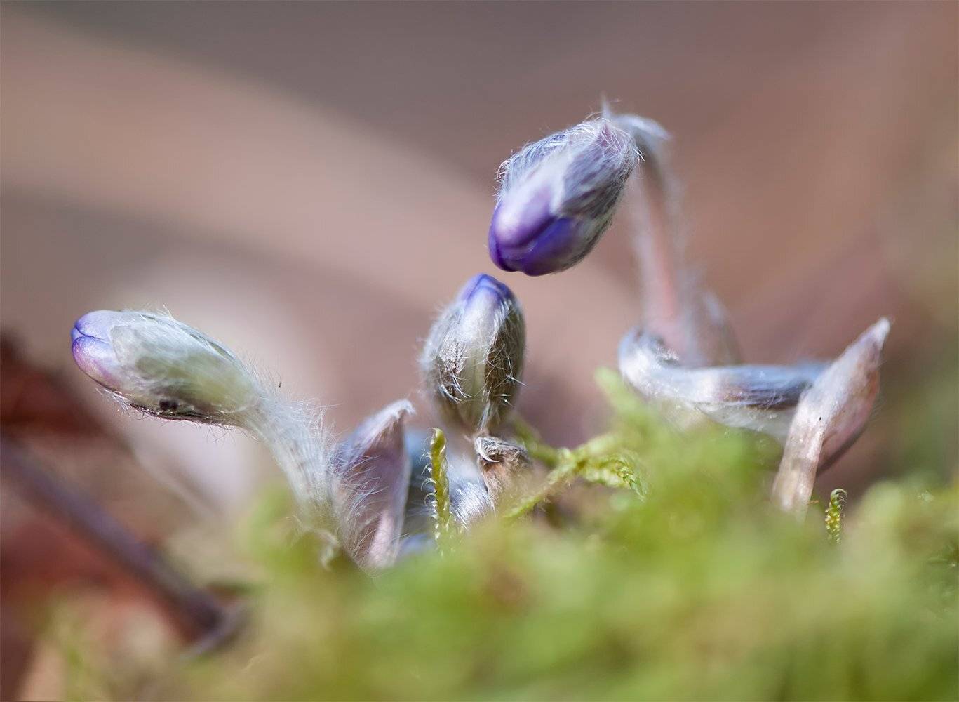 фиалки,весна, Daiva Cirtautė