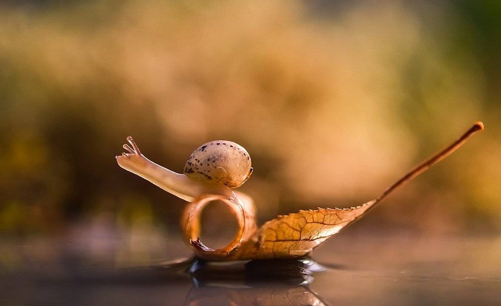 , Вячеслав Мищенко