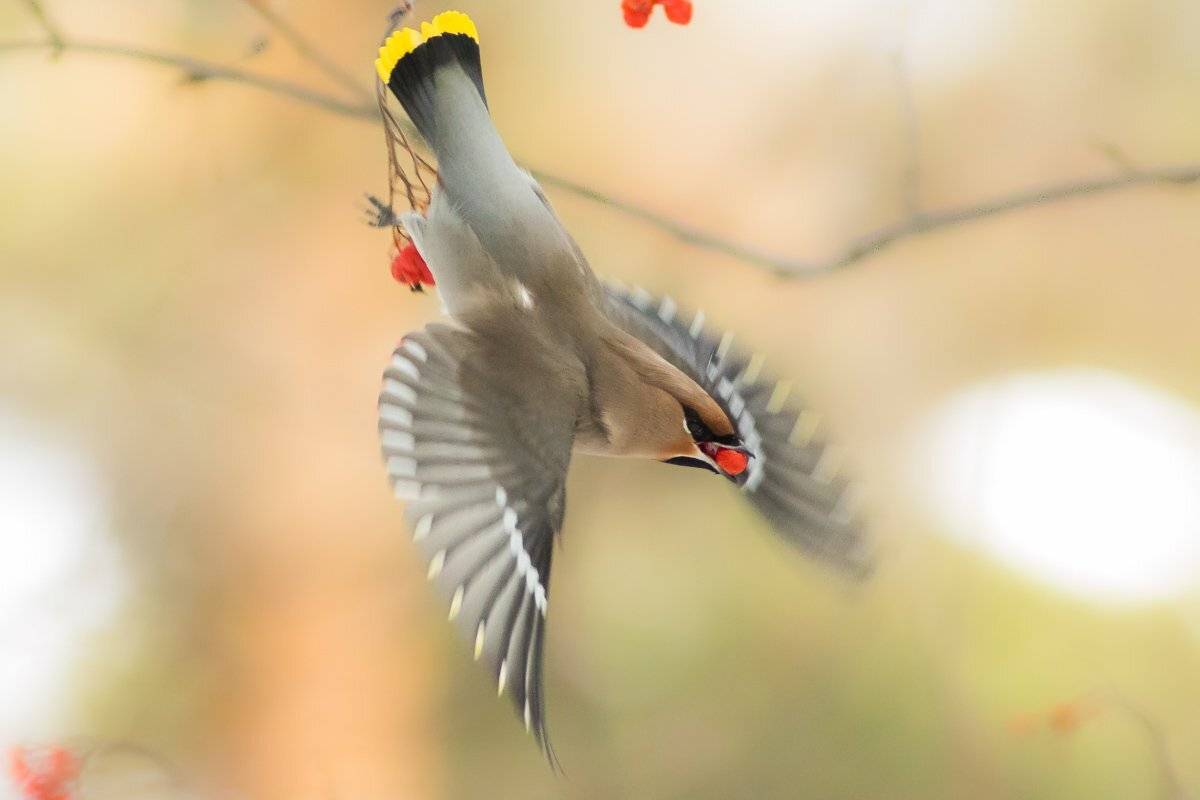 свиристель, Суслов Дмитрий
