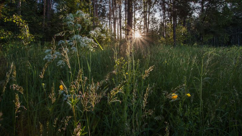 Июнь, Подмосковье, Купавна На поляне фото превью