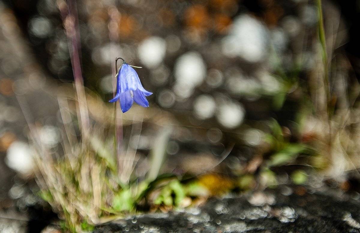 колокольчик и лето, Александр Маркелов