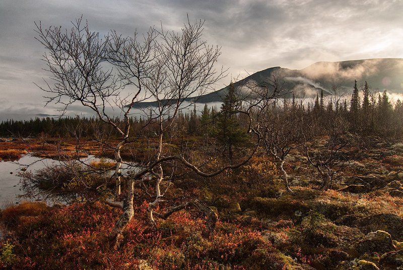 Кроткий северный свет фото превью