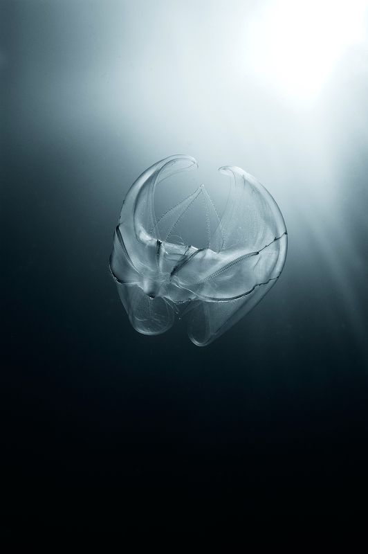 UW BW фото превью