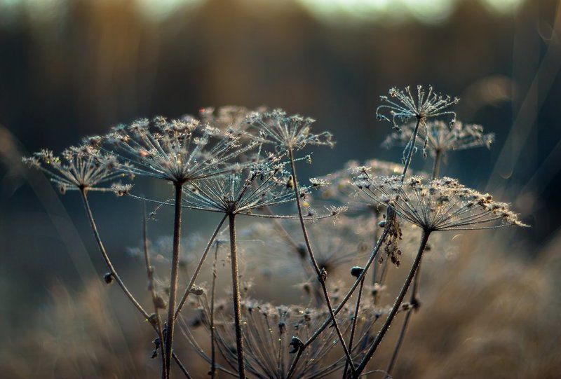 Про зонтики... фото превью