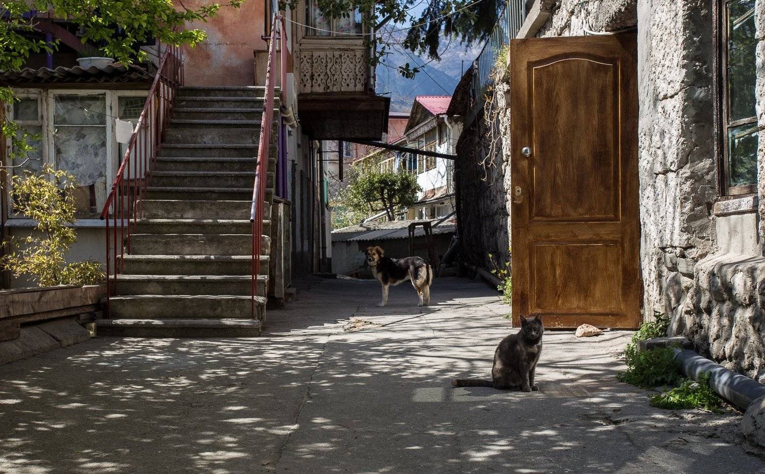 гурзуф, дверь старого дома, дворик, кошка, крым, ностальгия, собака, Дмитрий Несветайлов