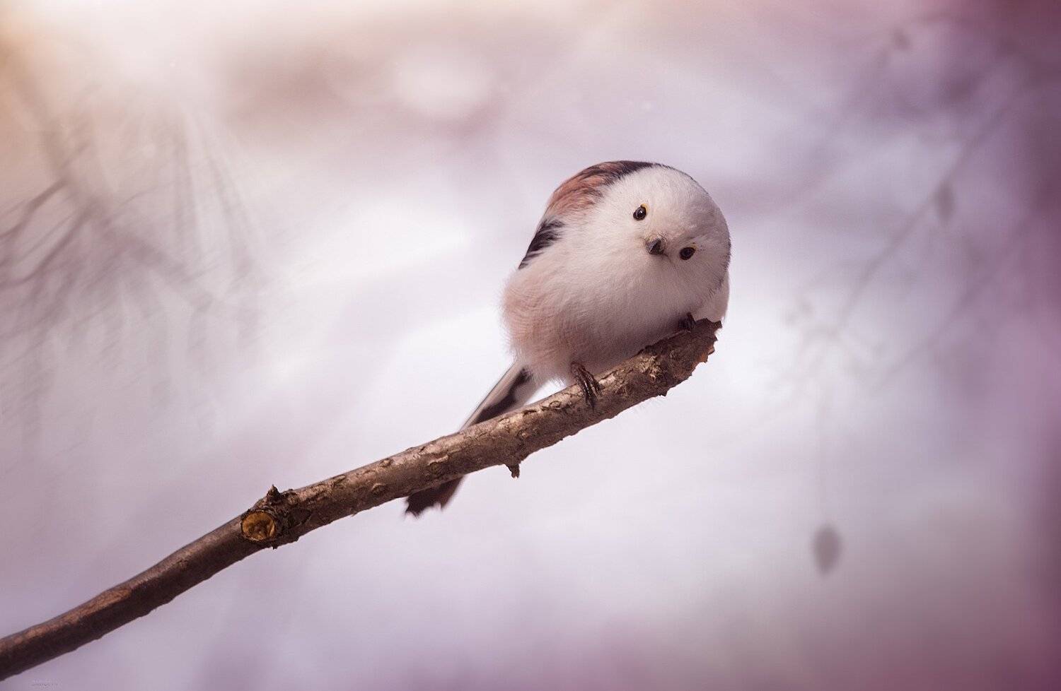 природа, лес, животные, птицы, Дмитрий Посевич