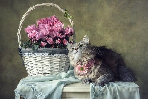 Про Масяню, цикламены и бабочку