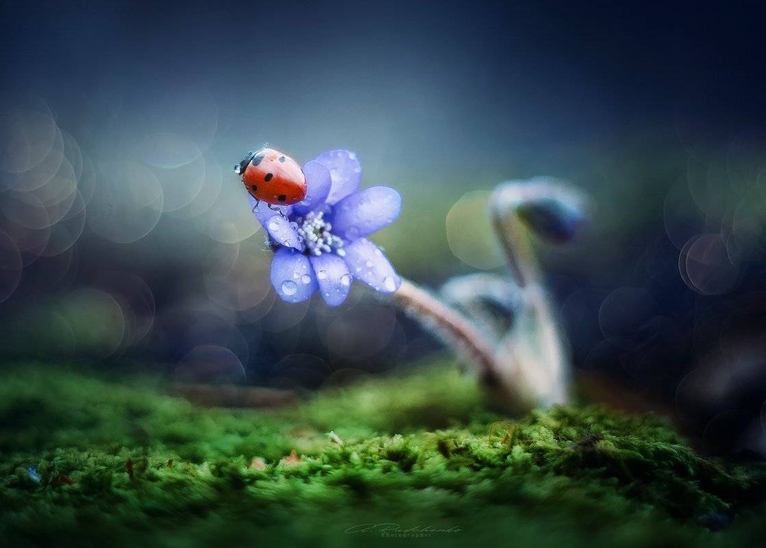 , Рудченко Анатолий