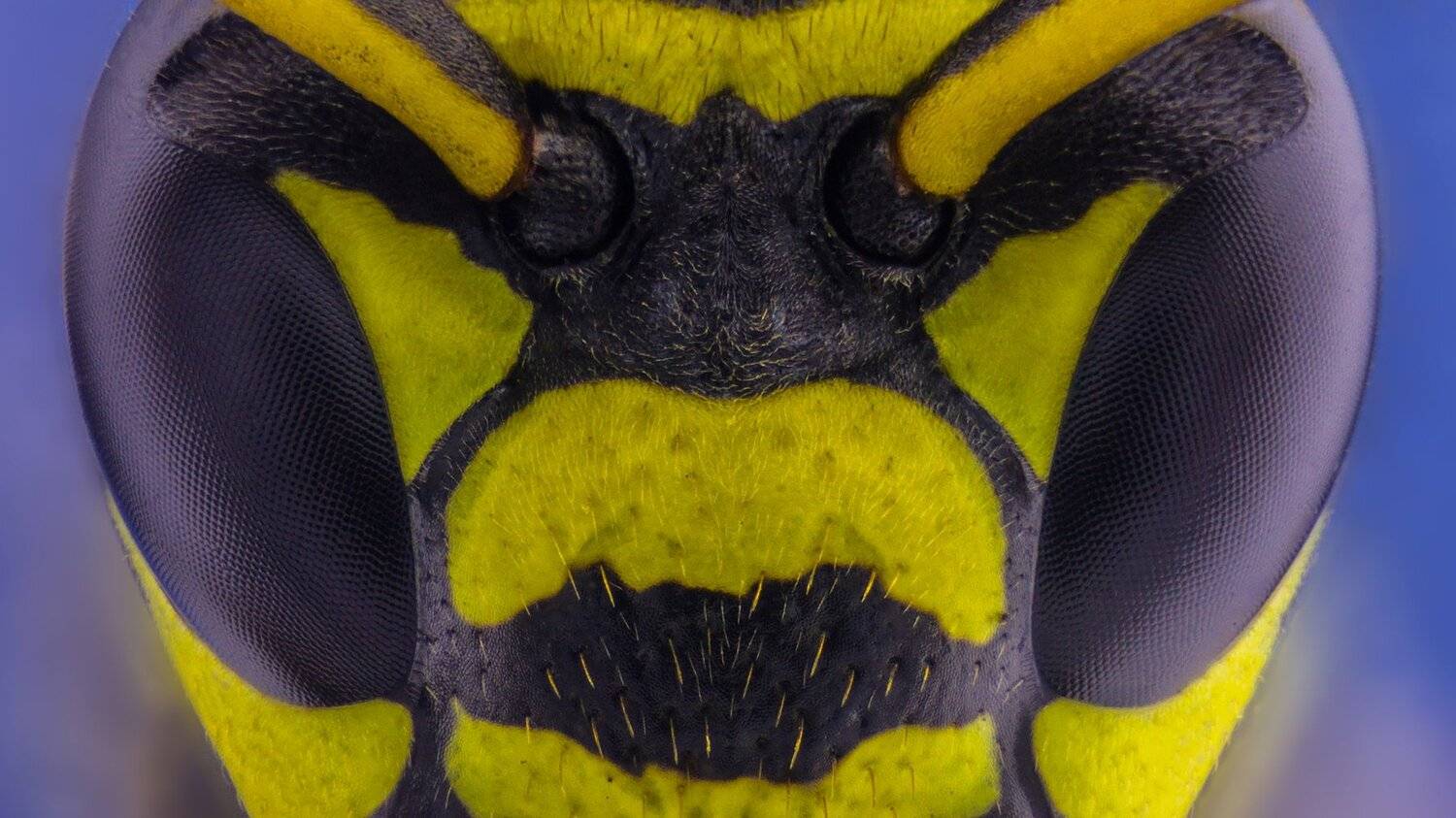 ceclii,macro,lgg4, Tsvetan Ganev