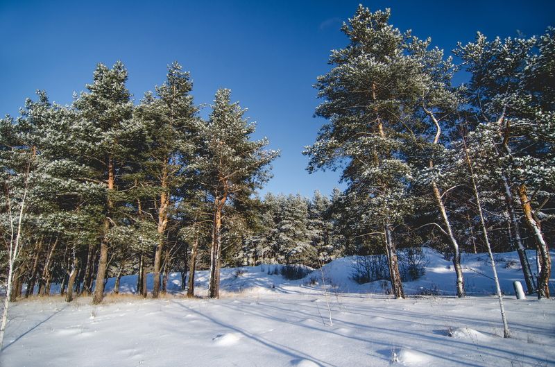 Зимний лес фото превью