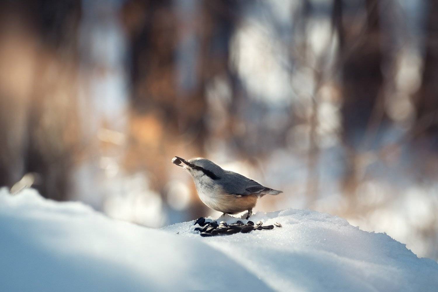 , Шинкарева Елена