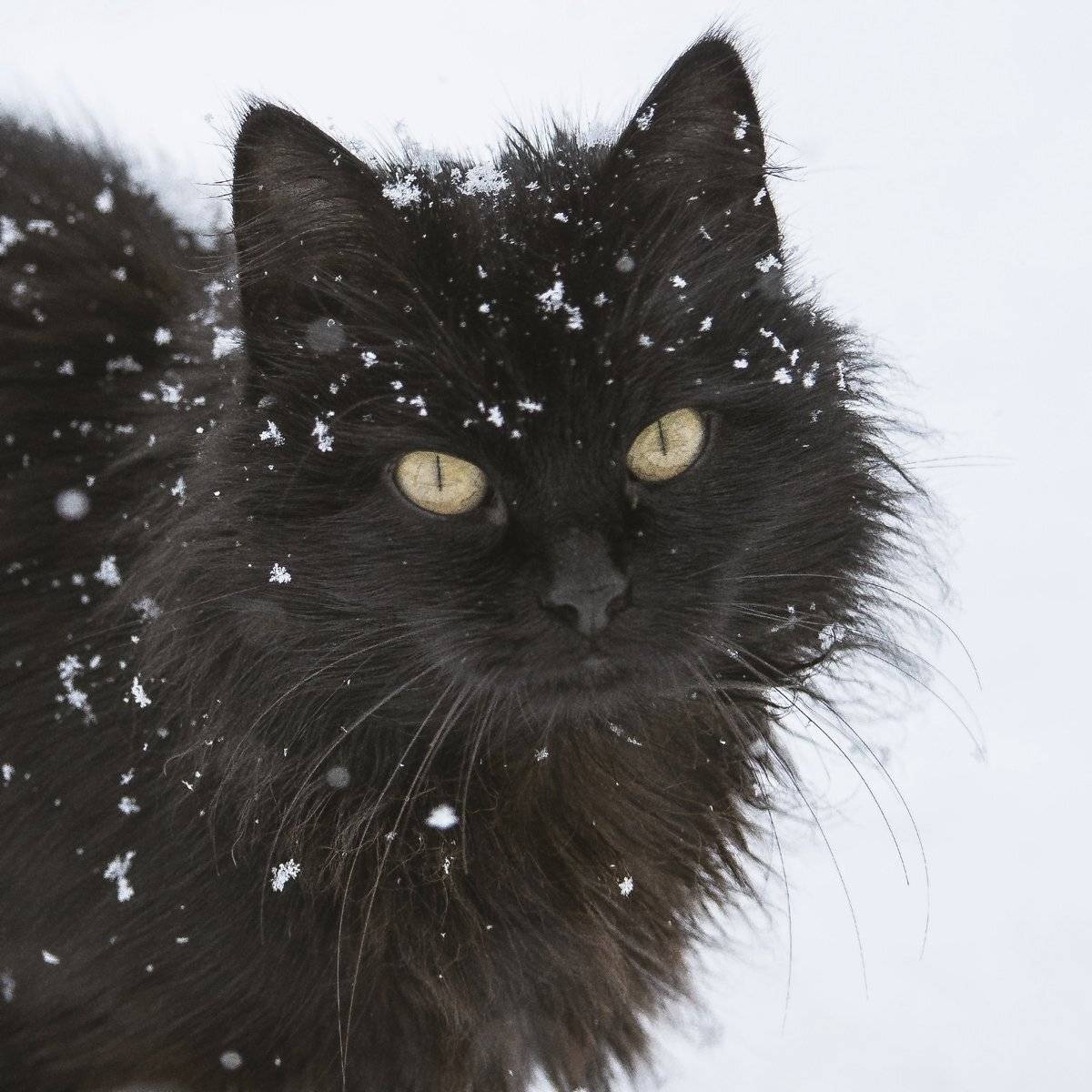 кот, Александр Маркелов