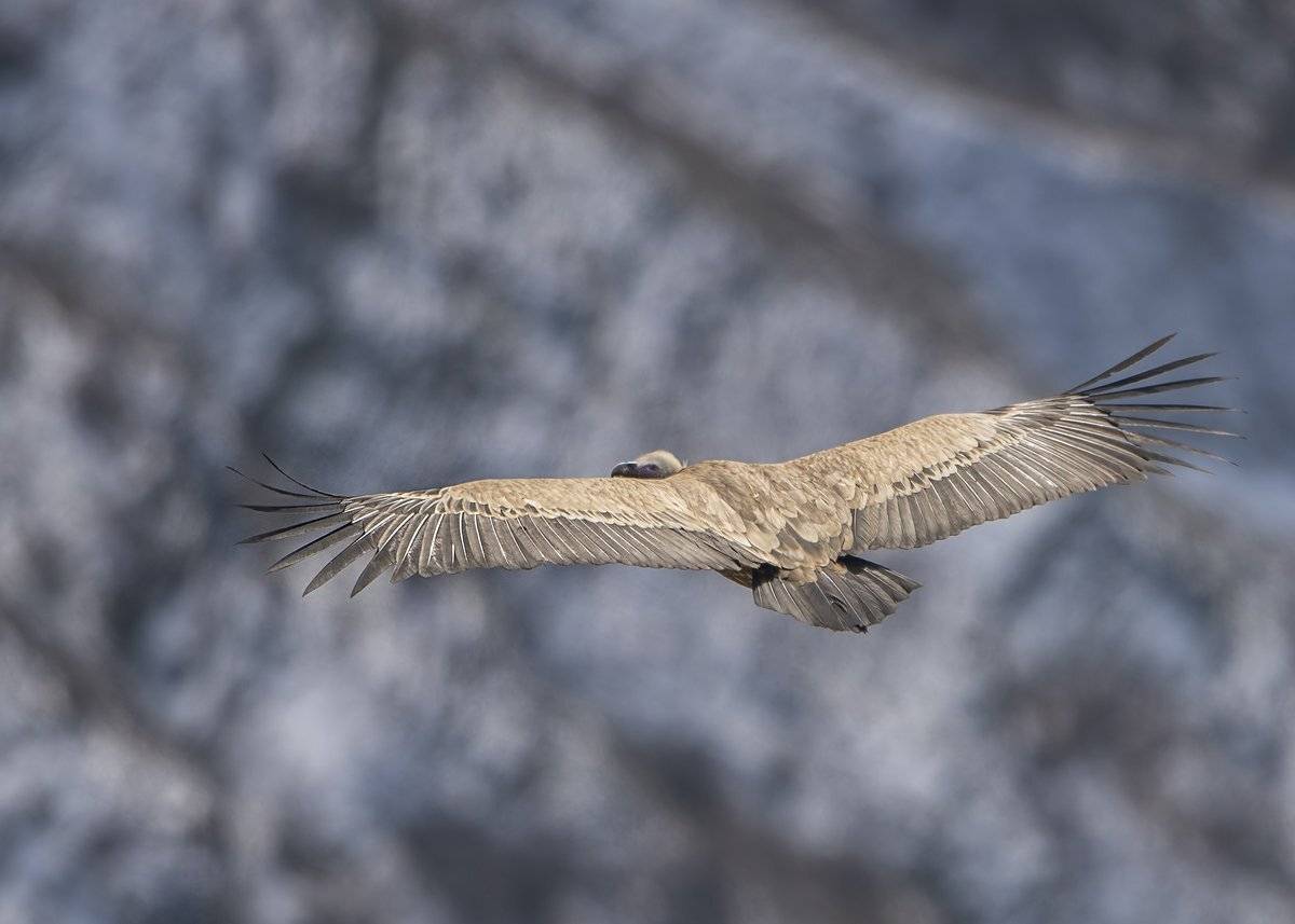 парю, Александр Маркелов